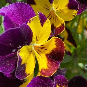 Meet your Posher, Aymed